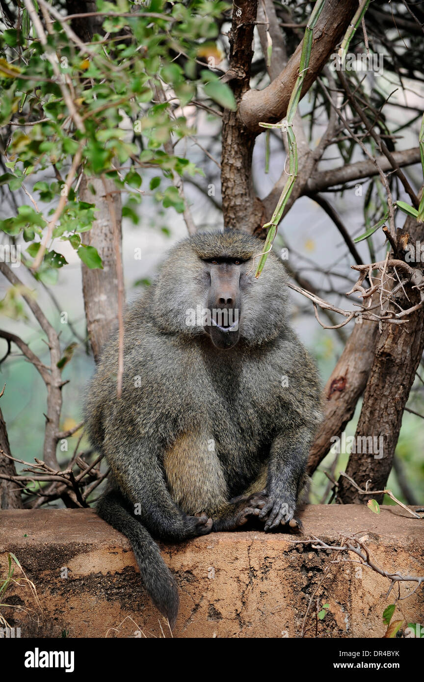 Pavian im Serengeti Nationalpark Stockfoto