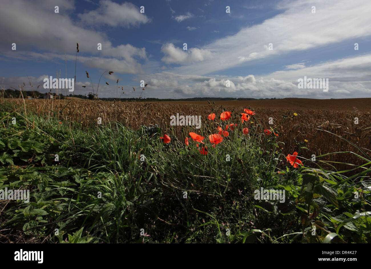 Sommer Mohnblumen am Rande einer Ackerfläche Kelso. Stockfoto