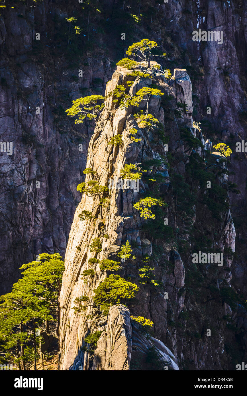 Bäume wachsen auf felsigen Bergen, Huangshan, Anhui, China Stockfoto