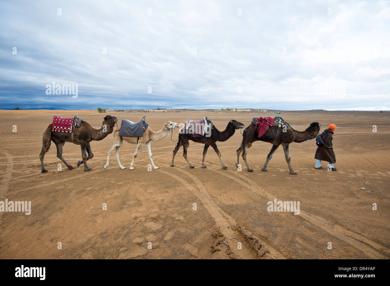 Kamele in der Wüste wandern Stockfotografie Alamy