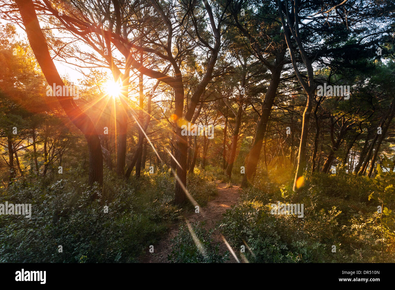 Morgensonne strahlt in den dunklen Wald in der Dämmerung Stockfoto