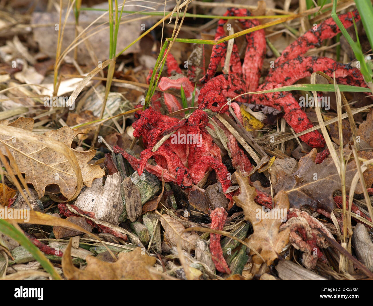 Oktopus-Stinkmorchel / Clathrus Acheri / Tintenfischpilz Stockfoto