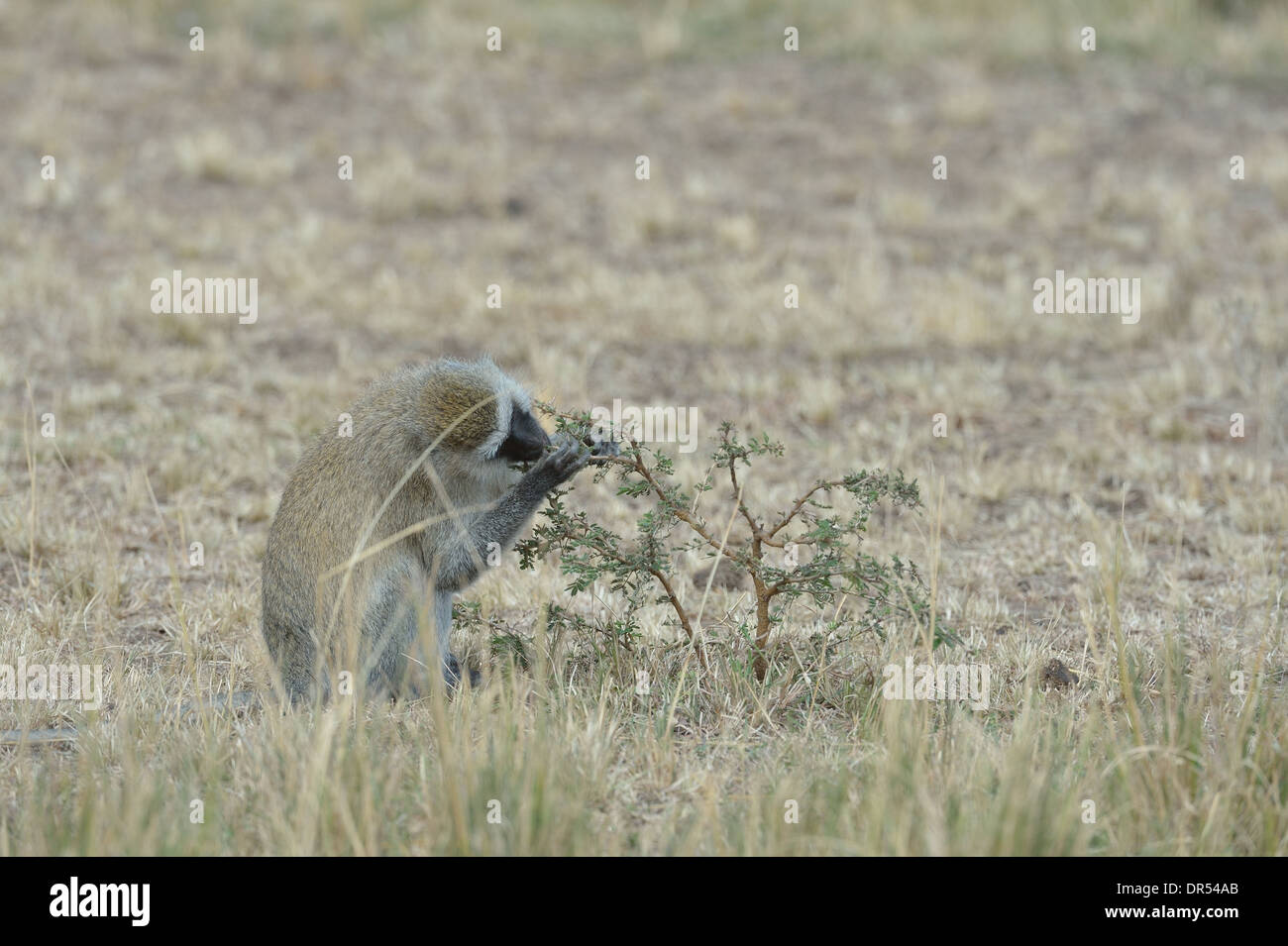 Vervet Affen - Grivet Affen - Green Monkey - Savanne Affe (Chlorocebus Pygerythrus sitzen in den Rasen Samen essen Stockfoto