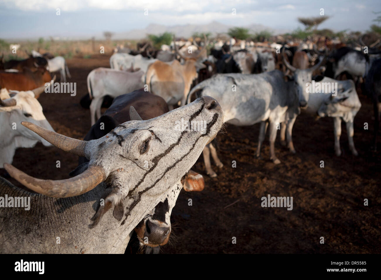 Äthiopische Nomaden-Familie mit ihrem Vieh Stockfoto