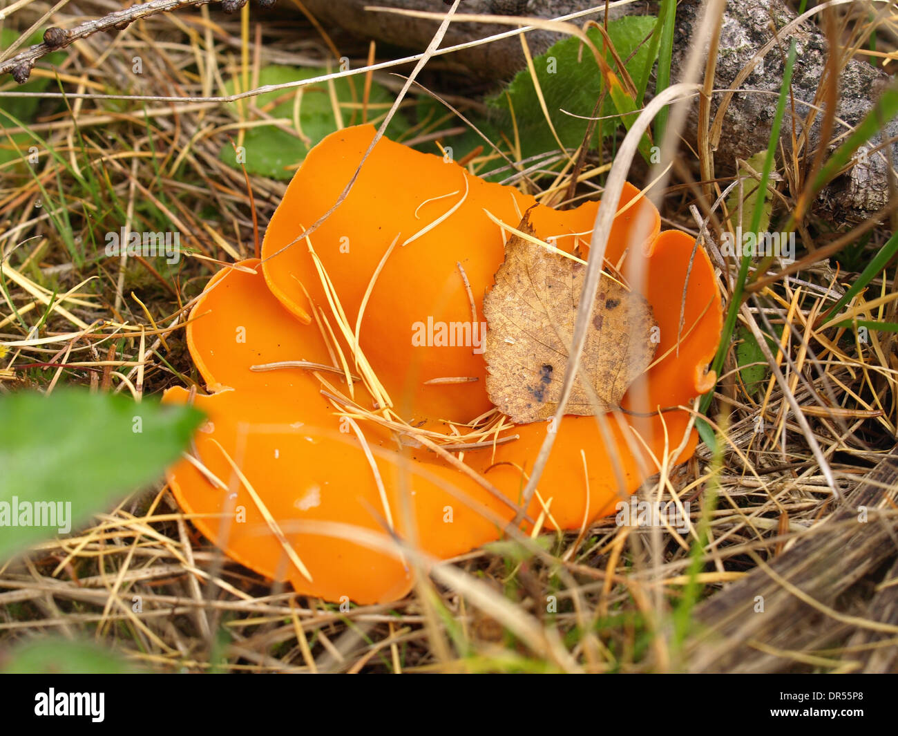 Orange Peel Pilz / Aleuria Aurantia / Orangeroter Becherling Stockfoto