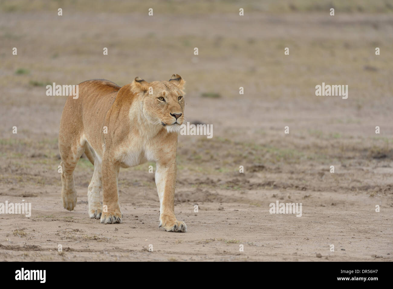 East African Lion - Massai-Löwe (Panthera Leo Nubica) Löwin in der Savanne Ostafrikas Masai Mara - Kenia - Wandern Stockfoto
