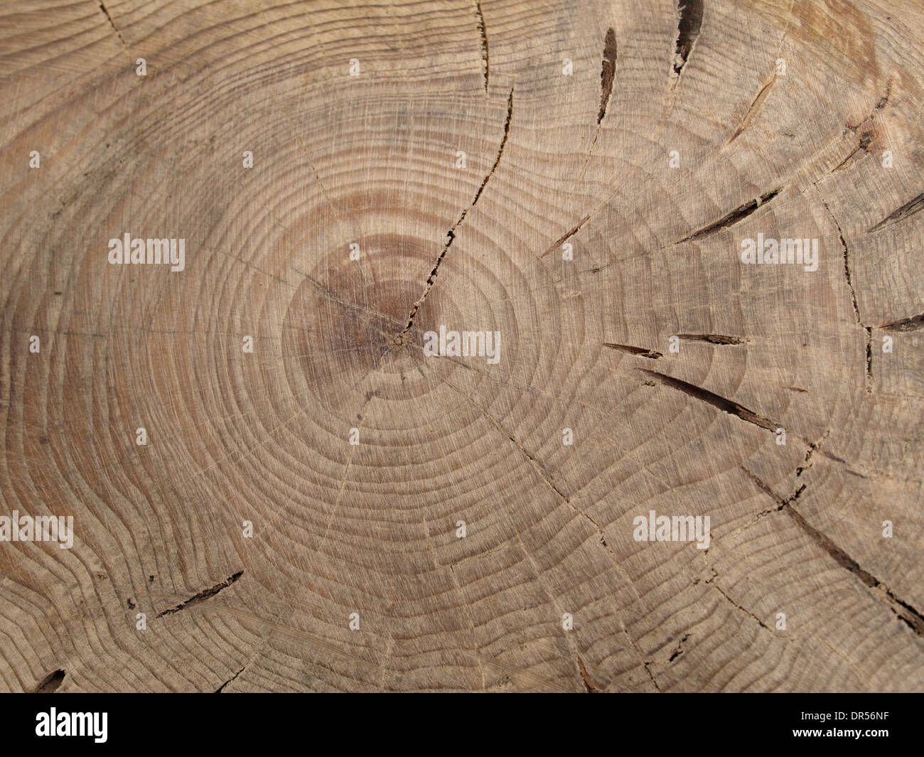 hölzerne Scheibe aus einer Tanne mit Jahresringen / Tannenholzscheibe Mit Jahresringen Stockfoto