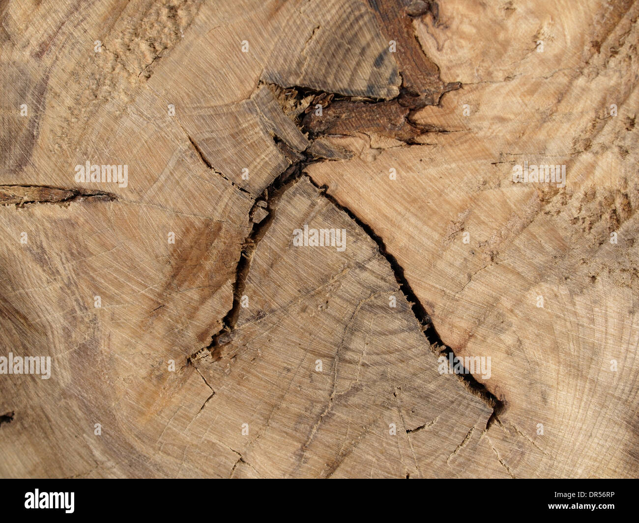 hölzerne Scheibe aus einer Tanne mit Jahresringen / Tannenholzscheibe Mit Jahresringen Stockfoto