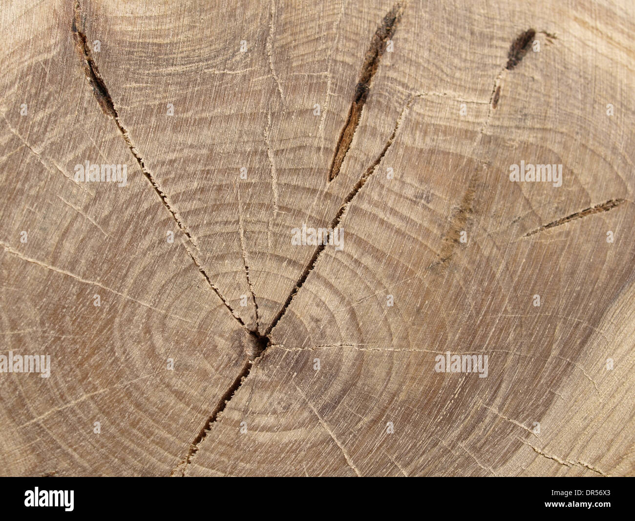 hölzerne Scheibe aus einer Tanne mit Jahresringen / Tannenholzscheibe Mit Jahresringen Stockfoto