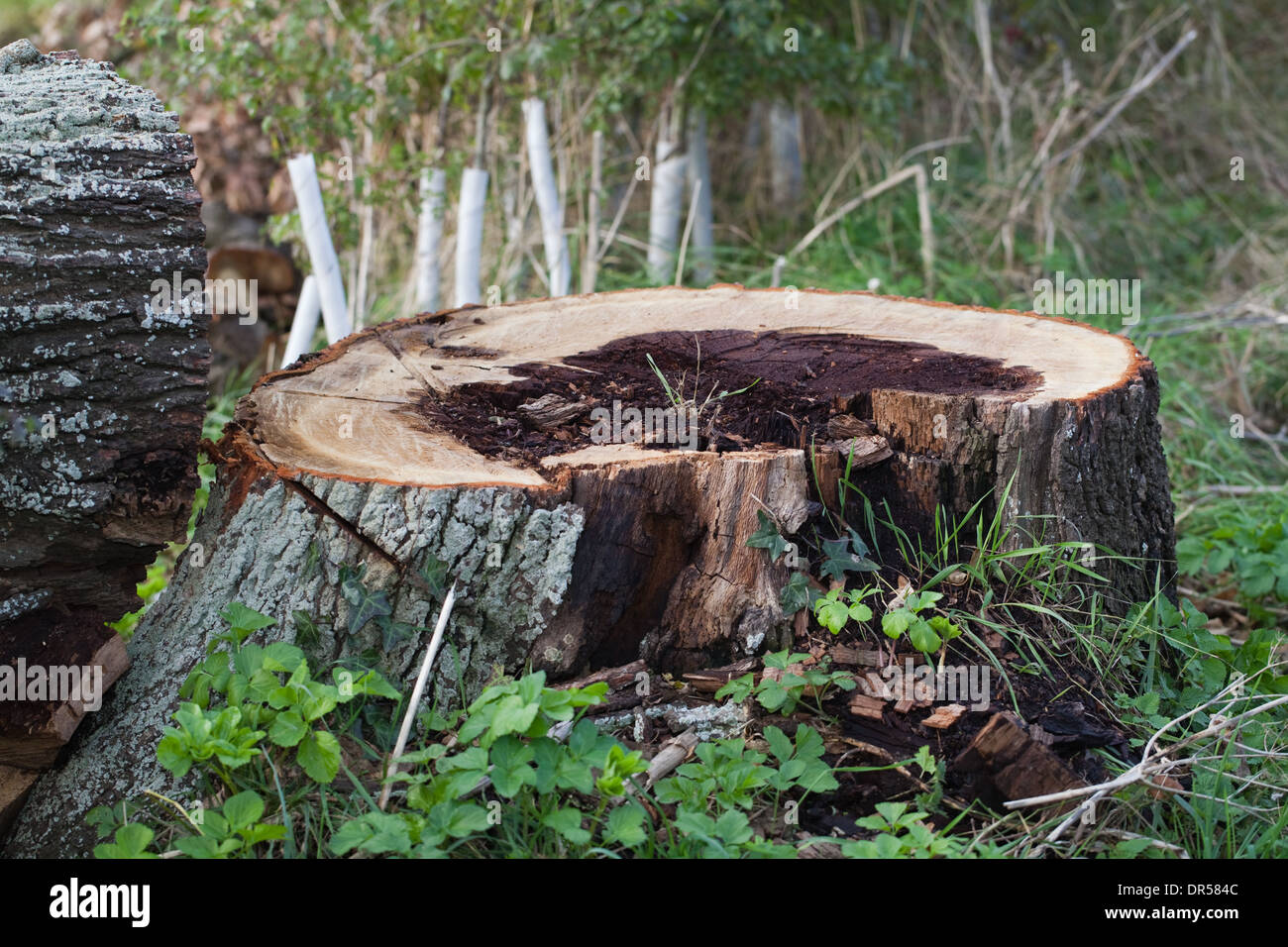 Stieleiche. Quercus Robur. Gefällten Stamm, zeigt Querschnitt des inneren Zentrums Totholz. Gedanken, gefährlich, gefällten Baum. Stockfoto