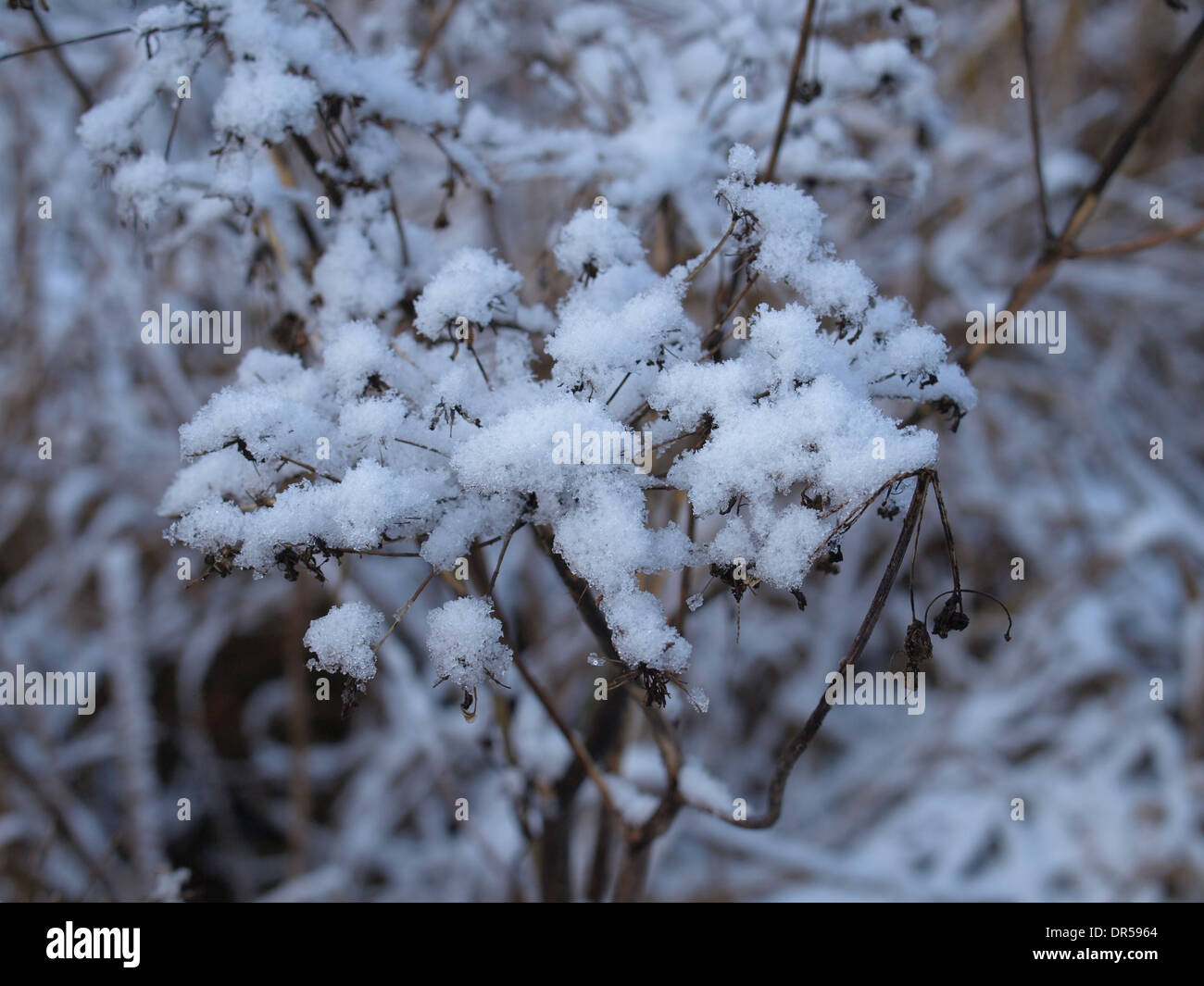 verschneite Pflanzen im Winter / Verschneite Pflanzen Im Winter Stockfoto