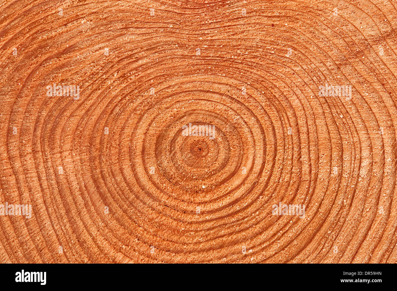 Jahresringe an einem Baumstamm Lärche (Larix), UK Stockfoto