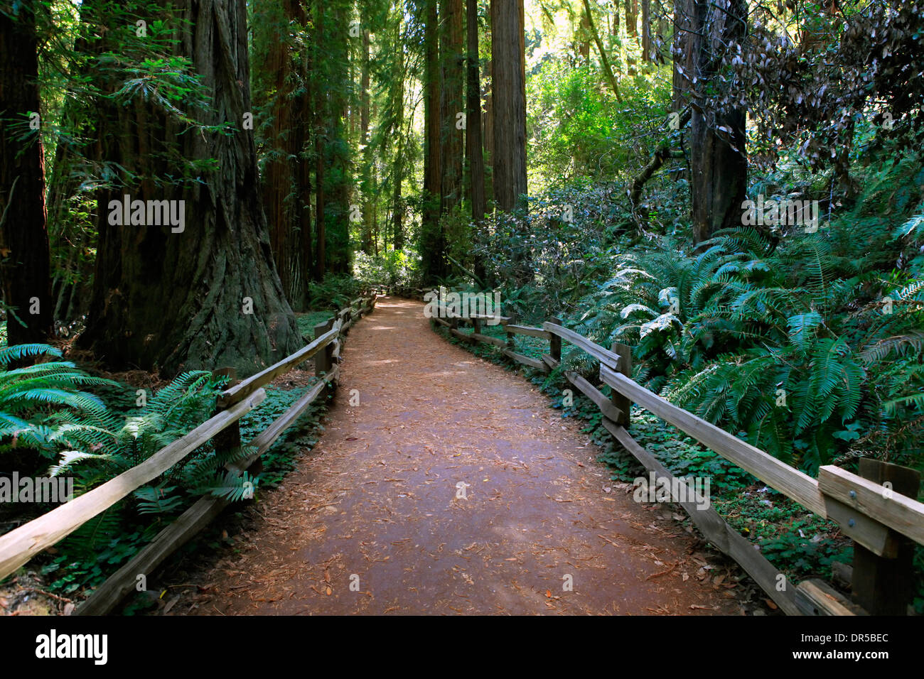 Wanderweg durch den Redwood-Wald im Muir Woods National Monument Stockfoto