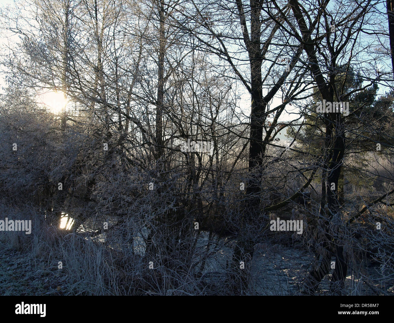 Winterliche Landschaft mit Bäumen / Erinnerungsbild Mit Bäumen Stockfoto