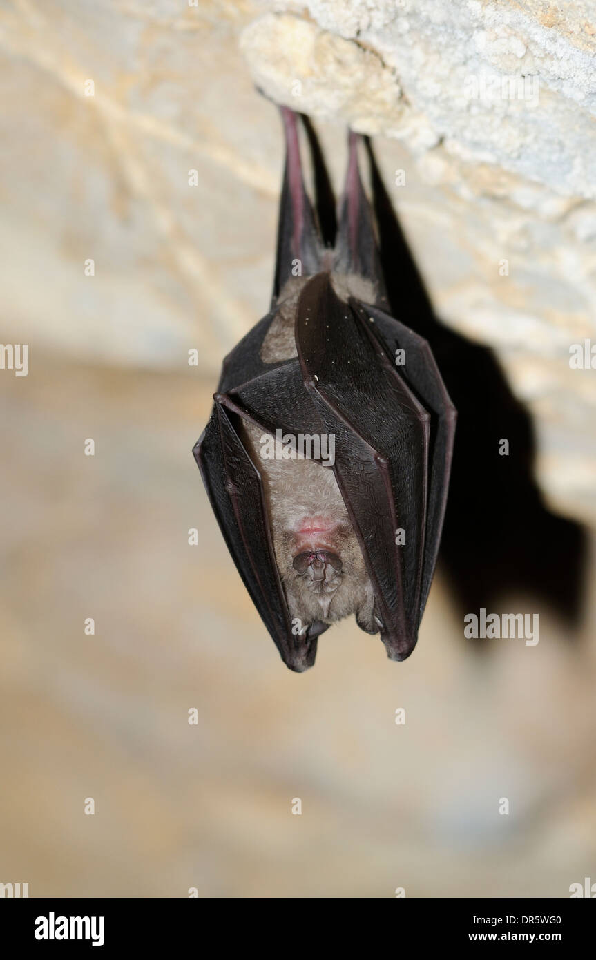 Vertikale Porträt von größeren Hufeisennase, Rhinolophus Ferrumequinum hängen von der Decke einer Höhle. Stockfoto