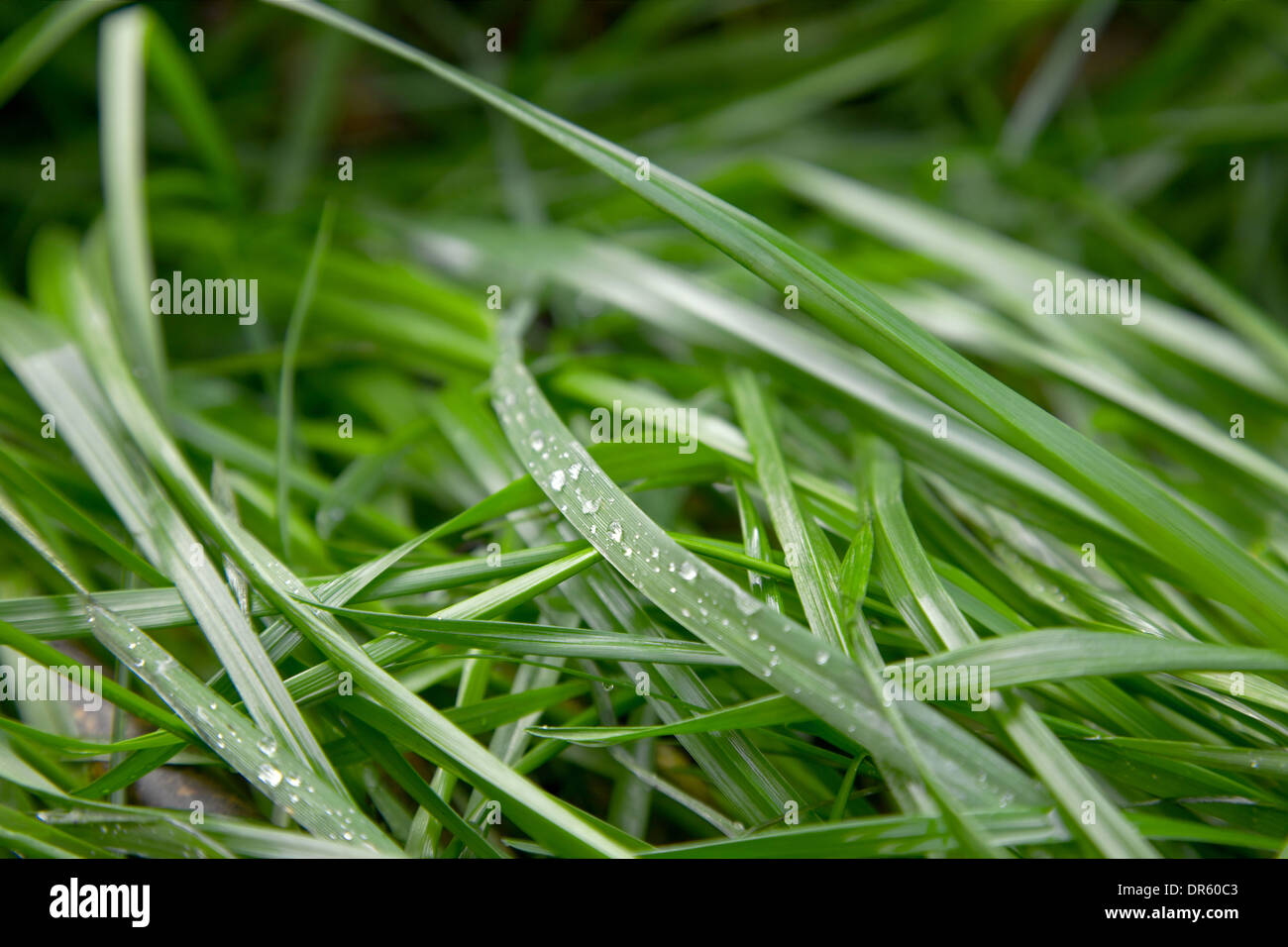 Grass Stockfoto