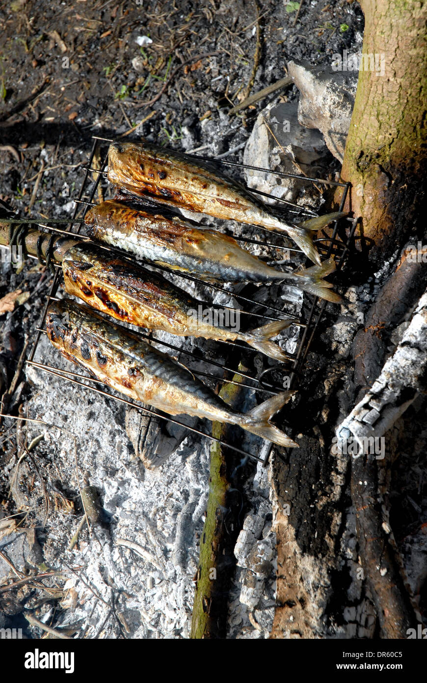 Makrele am offenen Feuer kochen Stockfoto