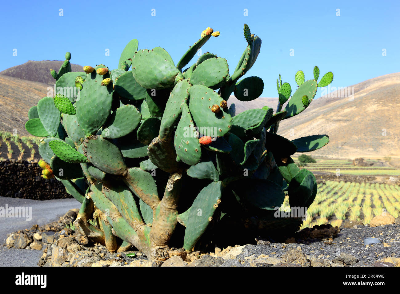 Opuntia, auch bekannt als Nopales oder Paddel Cactu, in der Nähe von Haria, Lanzarote, Kanarische Inseln, Kanaren, Spanien Stockfoto
