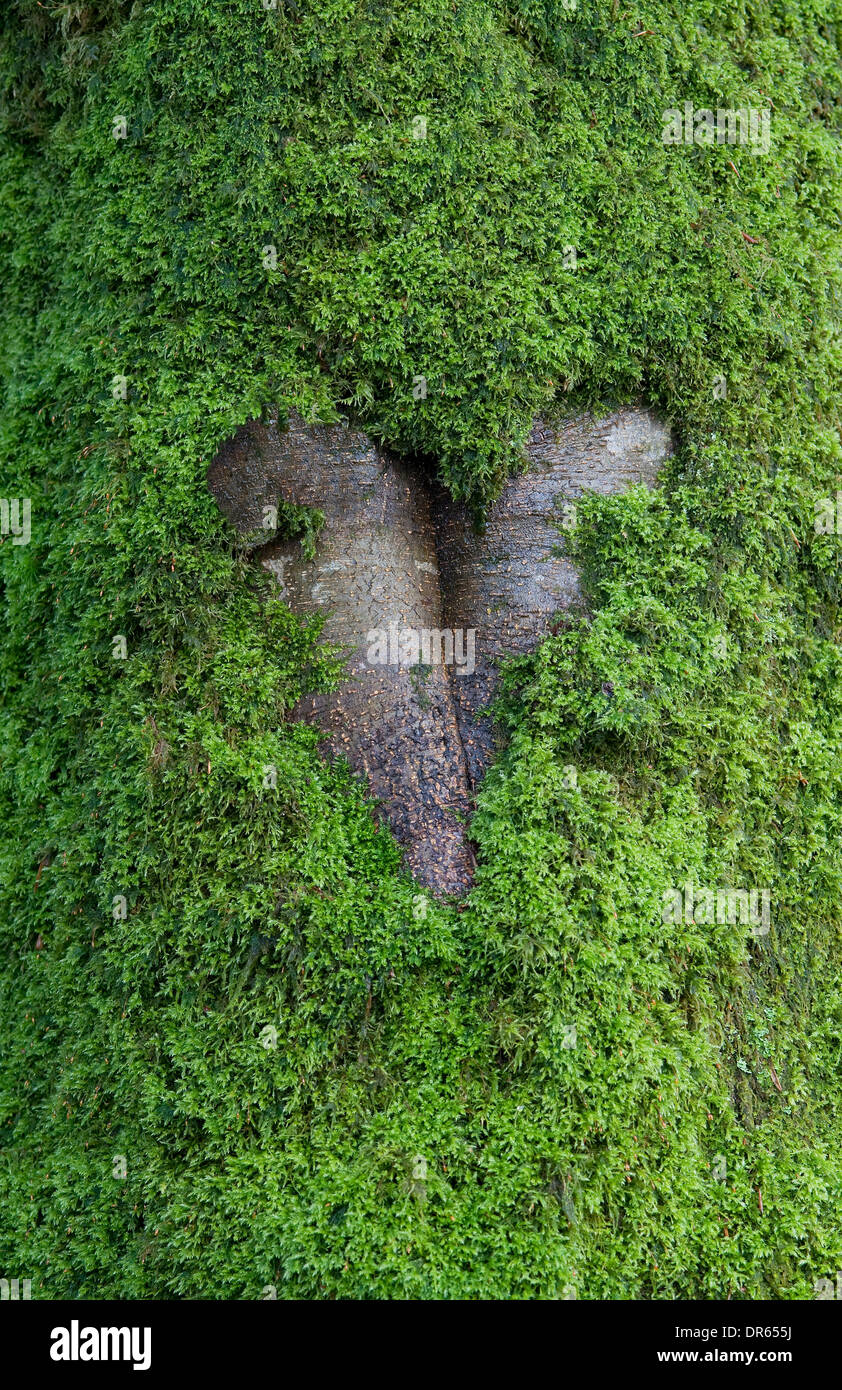 Rinde auf grünem Moos bedeckten Baumstamm in Herzform Stockfoto
