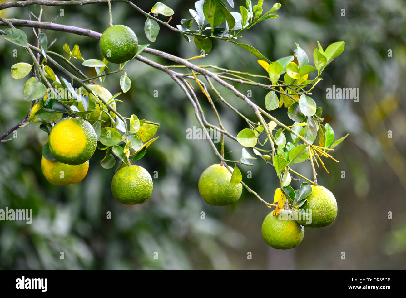 Schuss von ein paar Orangen auf einem Baum in einer natürlichen Umgebung Stockfoto