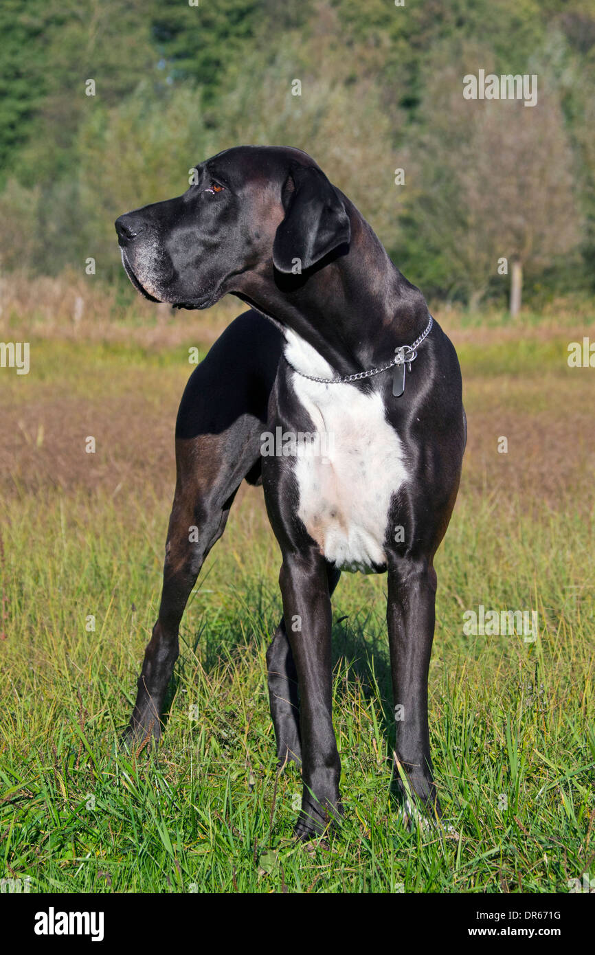 Deutsche Dogge / Deutsche Dogge / Deutsche Dogge, eines der weltweit größten Hund Rassen Stockfoto