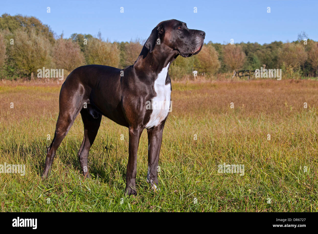 Deutsche Dogge / Deutsche Dogge / Deutsche Dogge, eines der weltweit größten Hund Rassen Stockfoto