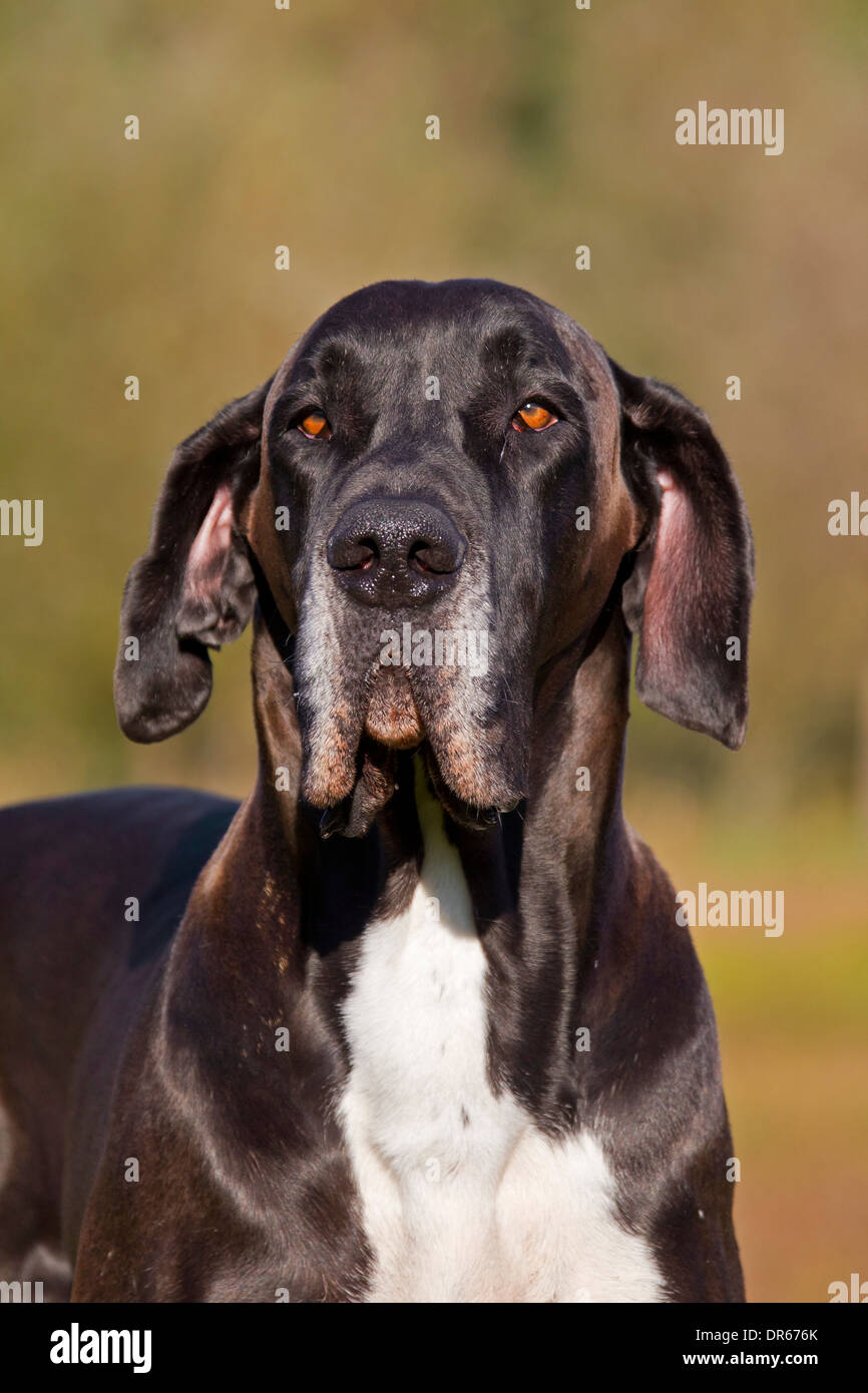 Nahaufnahme von Dogge / Deutsche Dogge / Deutsche Dogge, eines der weltweit größten Hund Rassen Stockfoto