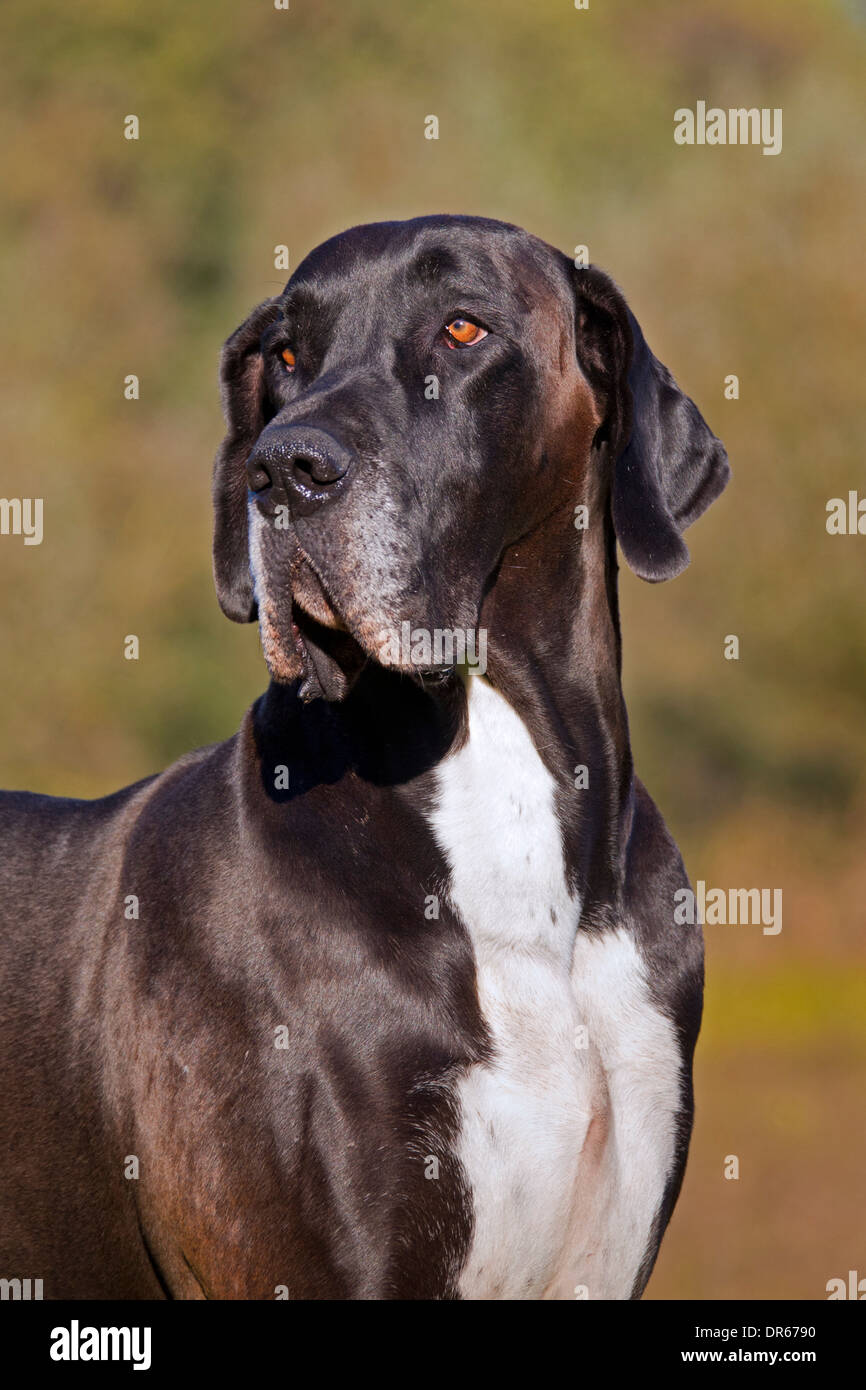 Nahaufnahme von Dogge / Deutsche Dogge / Deutsche Dogge, eines der weltweit größten Hund Rassen Stockfoto