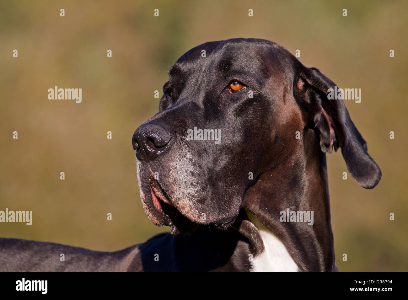 Nahaufnahme von Dogge / Deutsche Dogge / Deutsche Dogge, eines der weltweit größten Hund Rassen Stockfoto