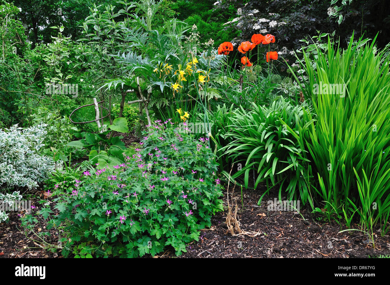 Eine Erbaceous Grenze in ein Land-Garten-UK Stockfoto