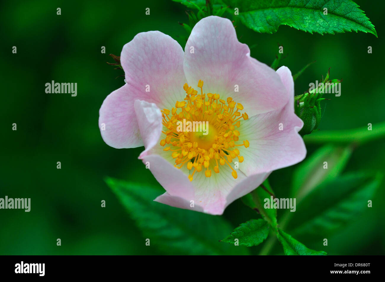 Eine blasse rosa Hund Rose Blume UK Stockfoto