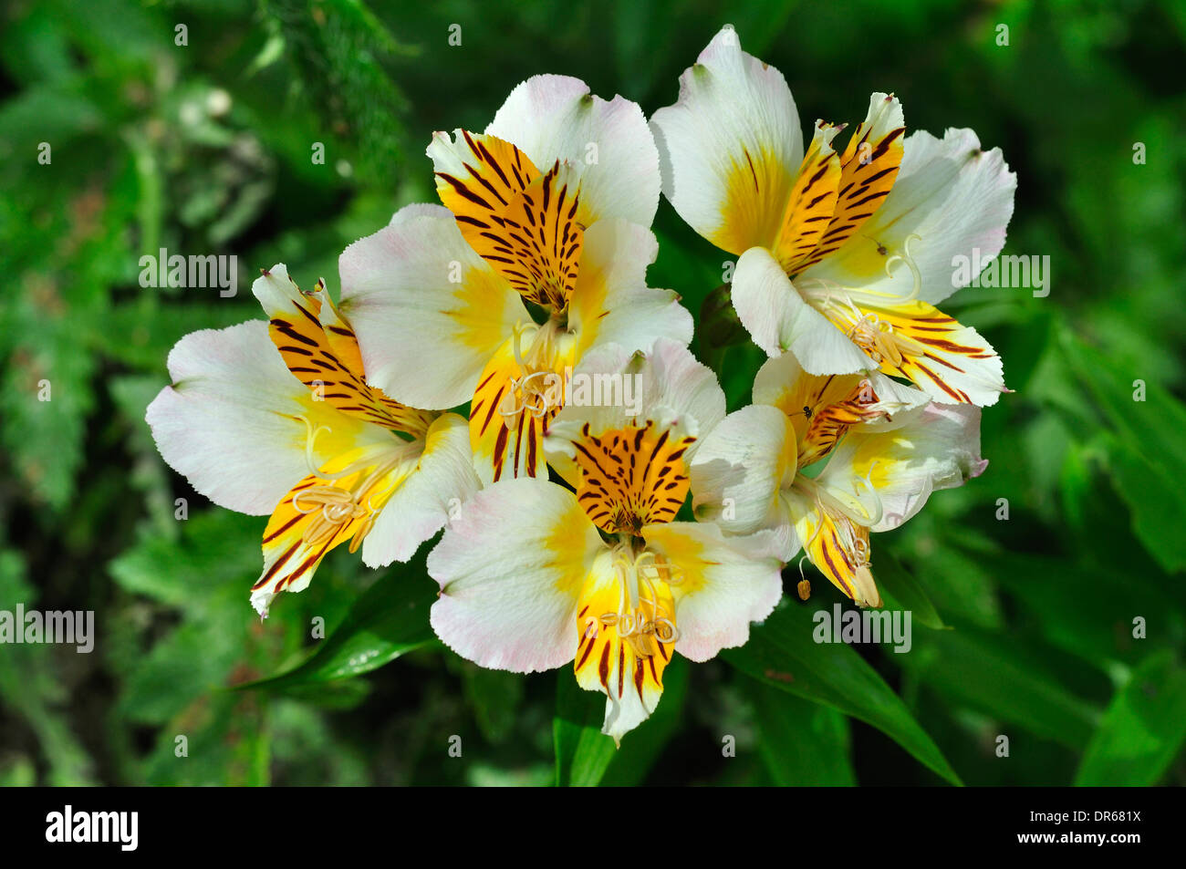 Eine Alstroemeria Blume UK Stockfoto