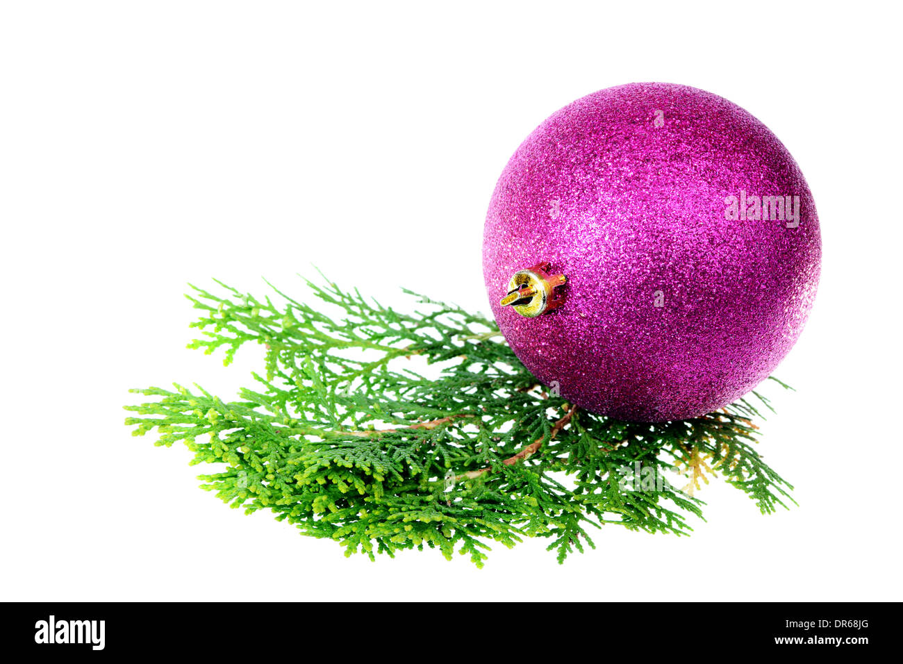 Lila Weihnachtskugel über einige Kiefer verlässt isoliert auf weiss Stockfoto