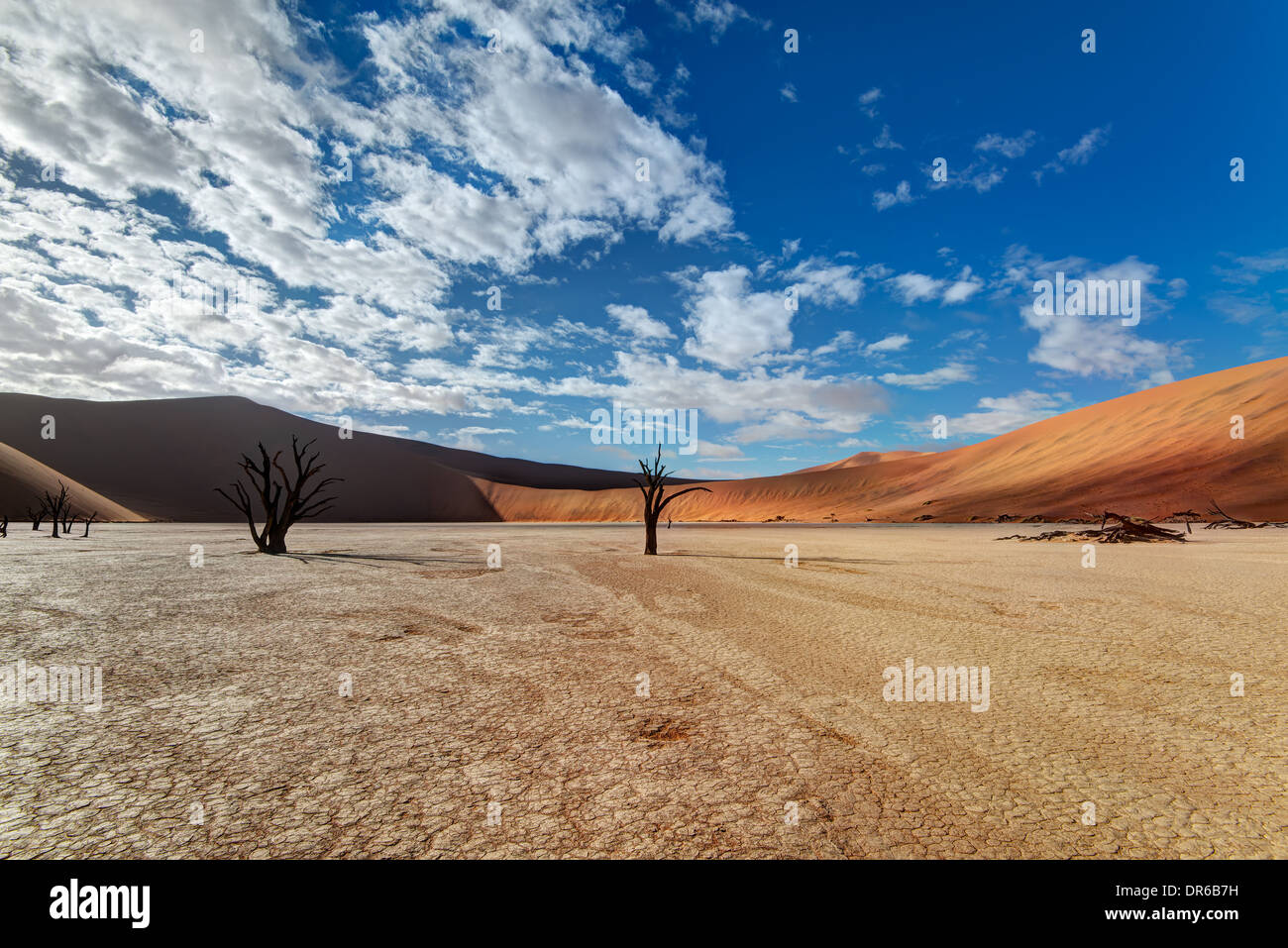 Toten Camelthorn Bäume Stockfoto
