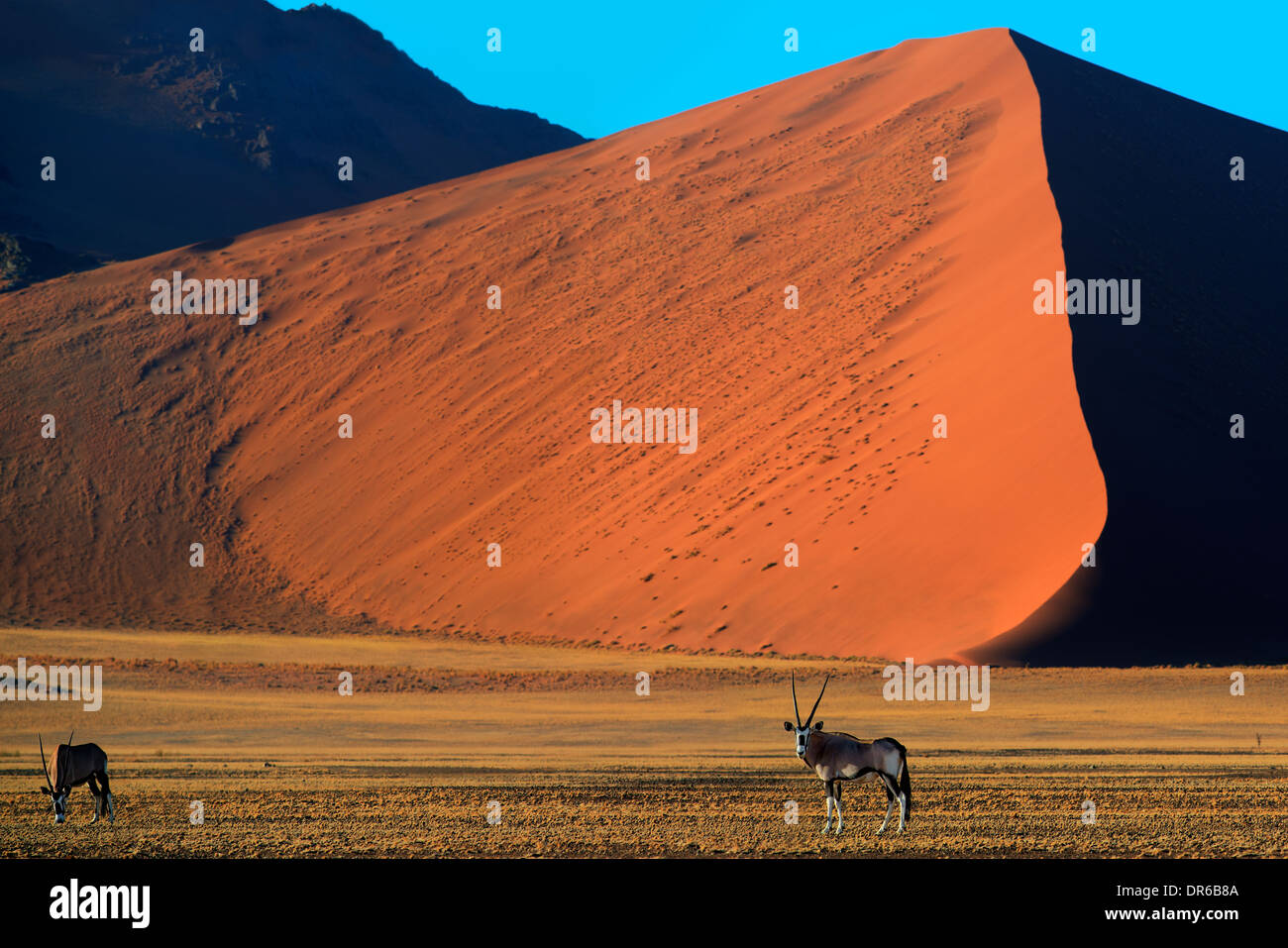 Oryx-Antilopen in der Namib-Wüste Stockfoto