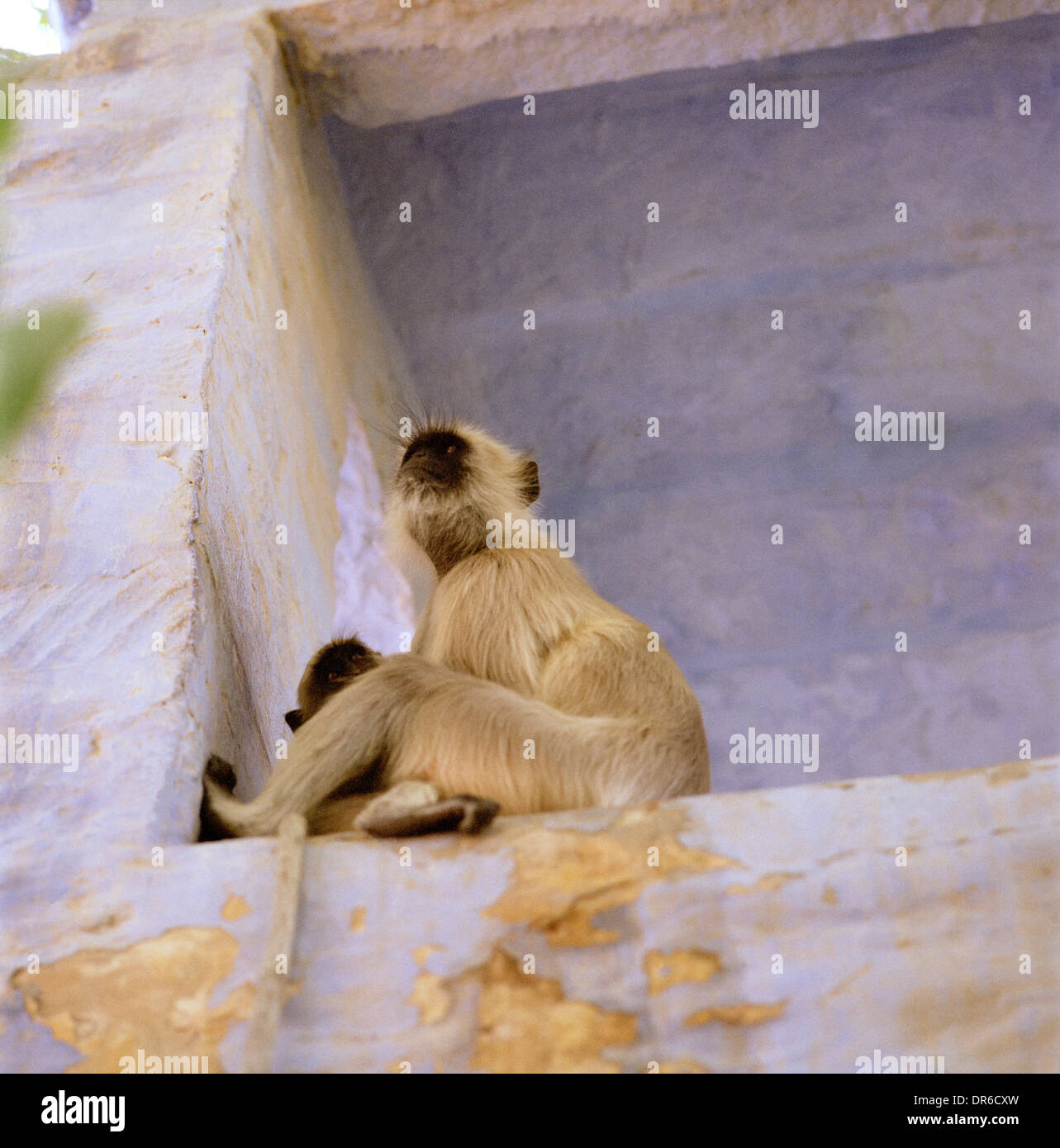Reisen Fotografie - Tempel langur Affen in Brahmpur Brahmpuri in Jodhpur, Rajasthan in Indien in Südasien. Tier Primas Wildlife Stockfoto