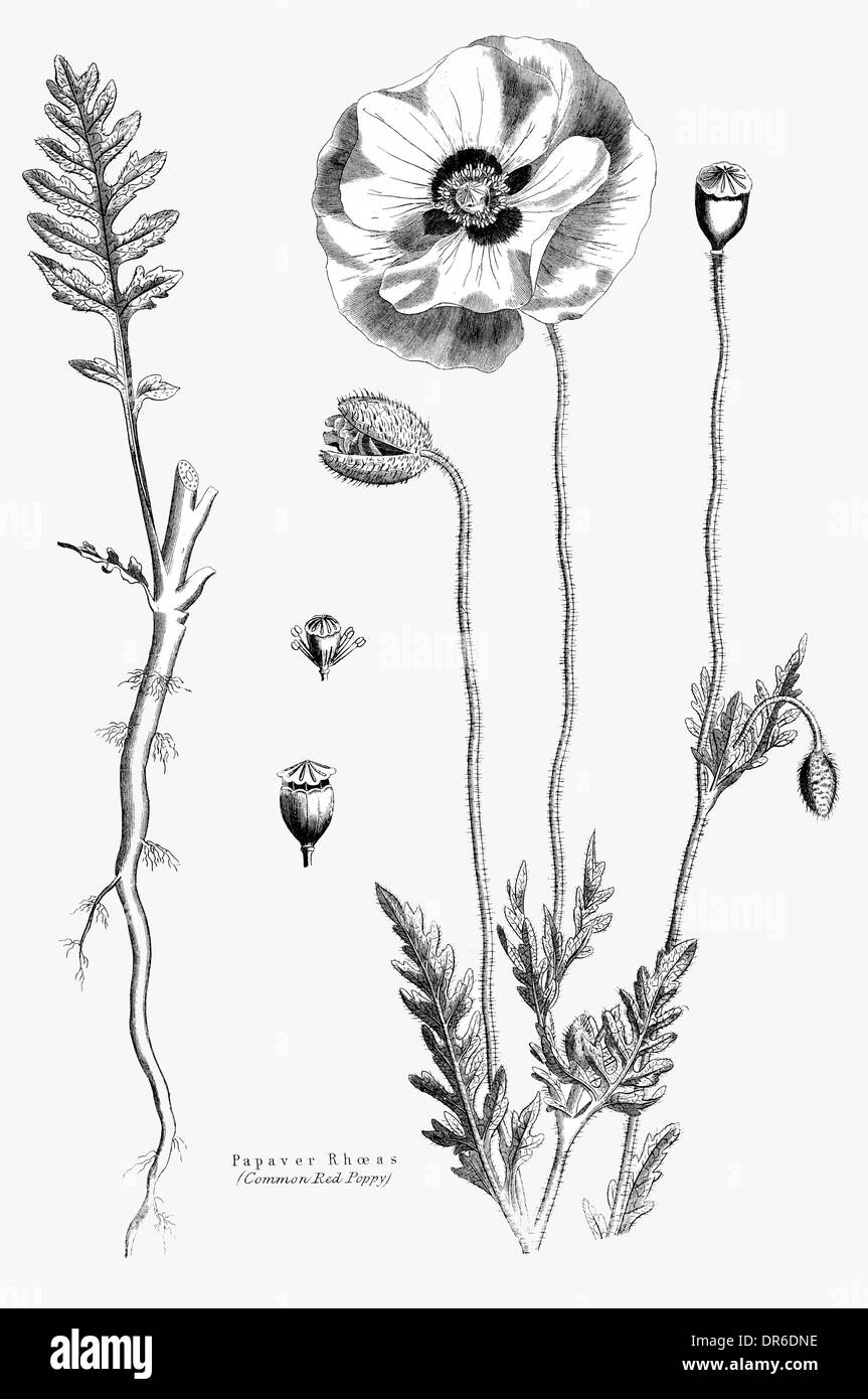 Gemeinsamen roter Mohn Papaver Rhoeas Stockfoto