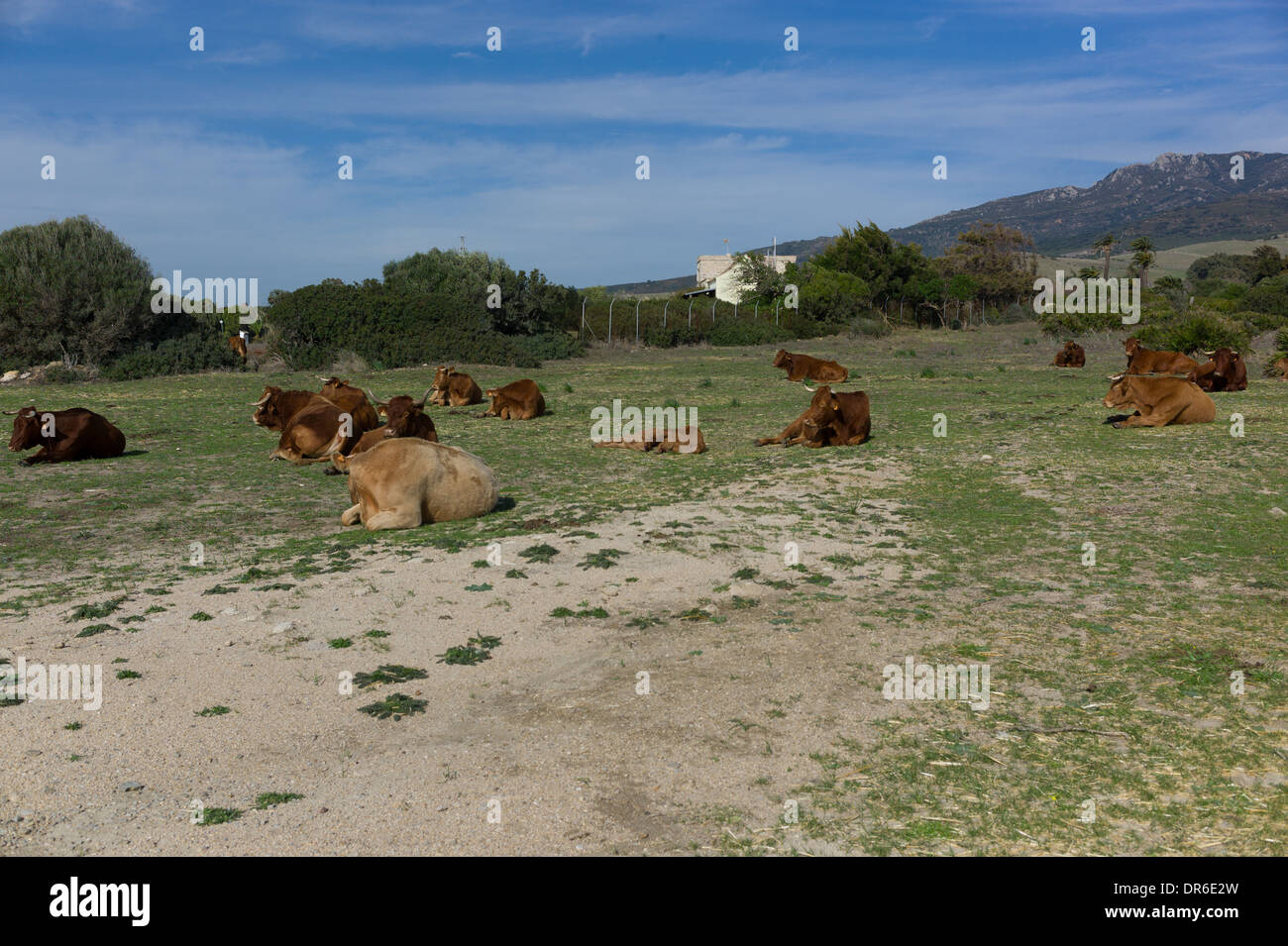Ginger Kühe auf der Weide. Spanien, Cadiz Stockfoto
