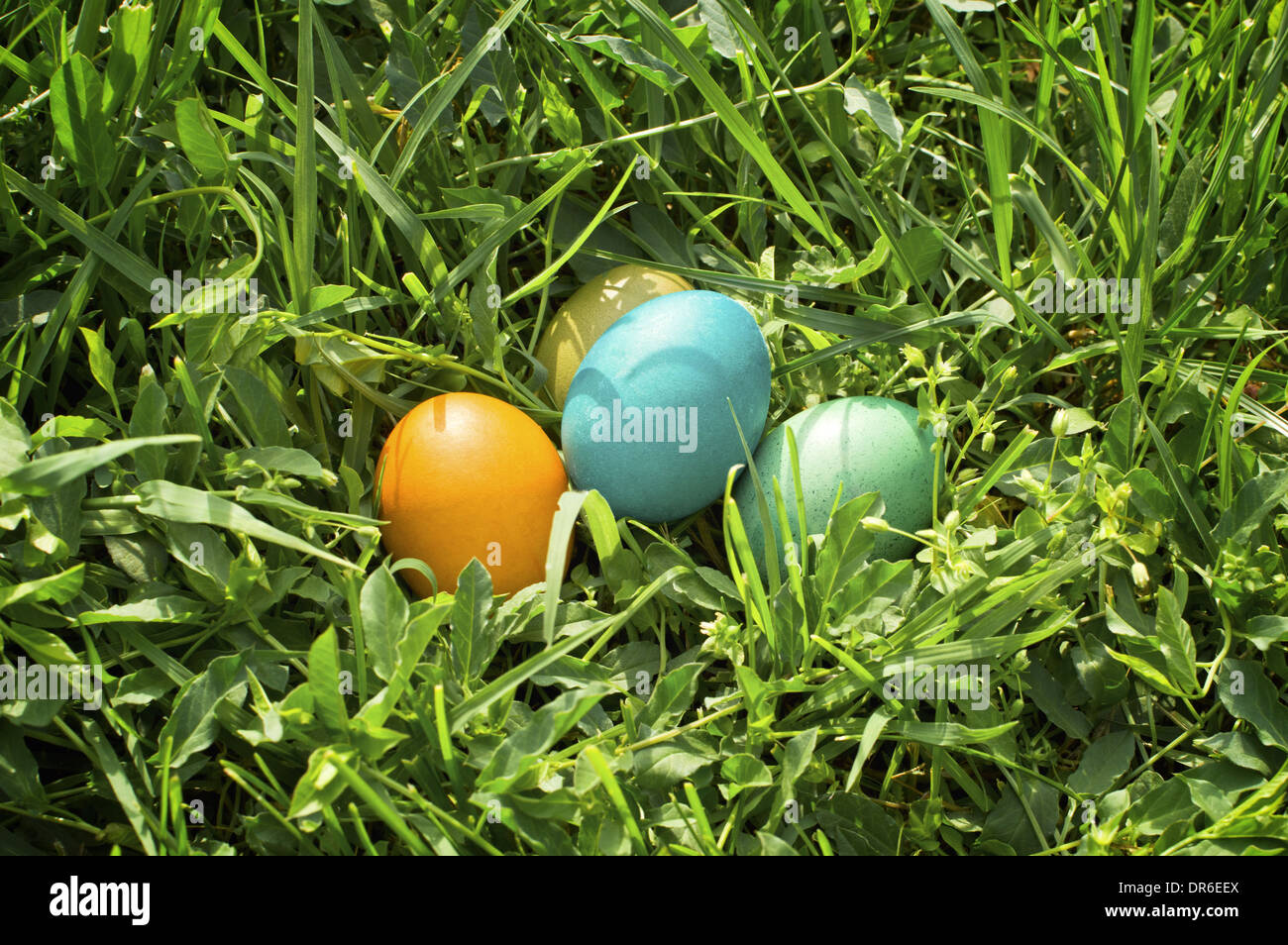 Bunte Ostereier in frischen grünen Rasen. Stockfoto