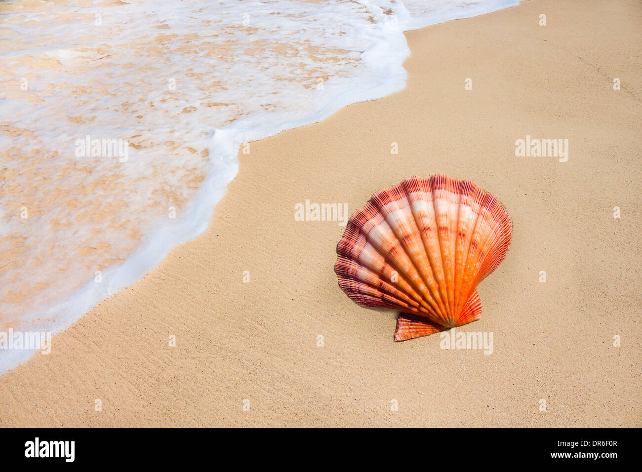 Löwes Tatze Muschel am Strand am Wasserrand Stockfoto