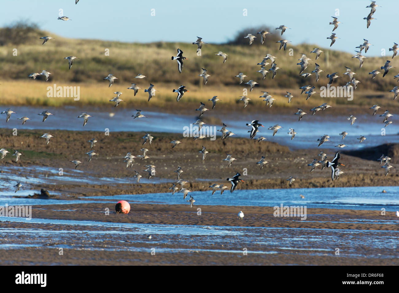 Wader Herde über Gezeiten-Mündung. Stockfoto