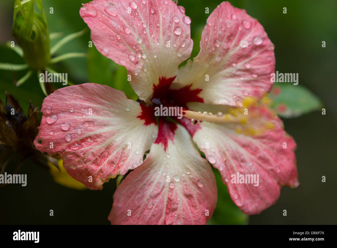 Hibiskusblüte mit Regentropfen Stockfoto