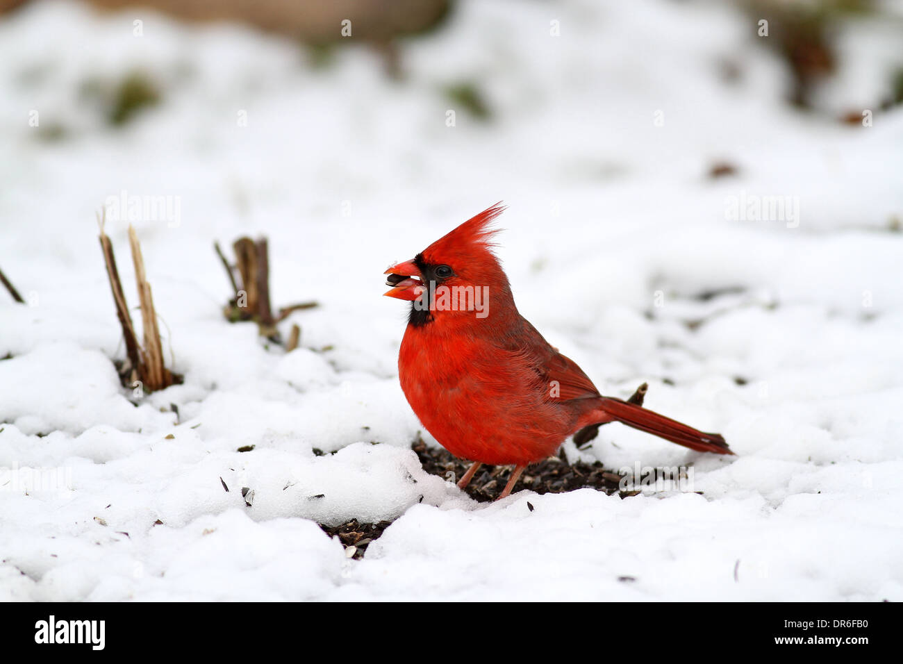 nördlichen Kardinal im Schnee Stockfoto