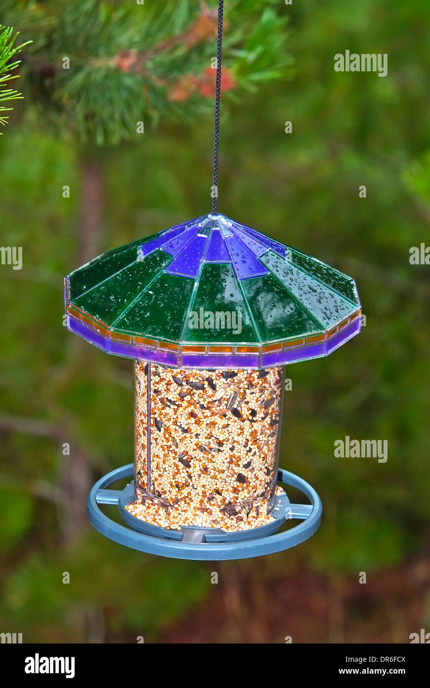 Vogelhäuschen aufgehängt in einem Hinterhof, Stockfoto