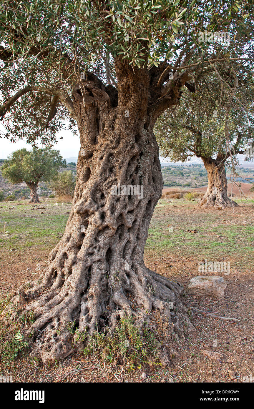 Alten Olivenbaum, Israel Stockfoto
