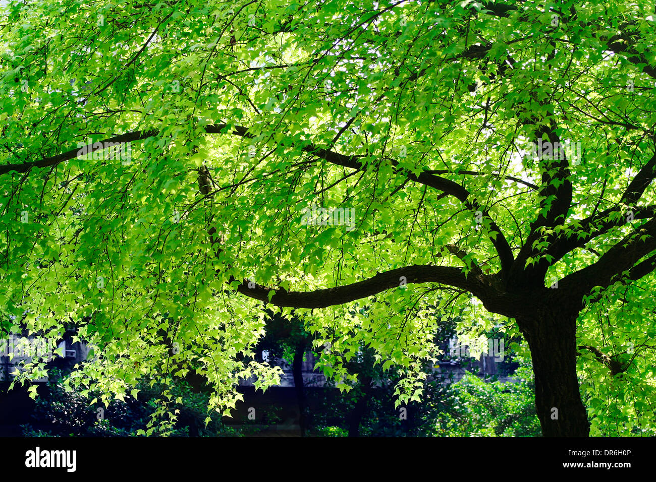 Ahornbäume im Frühjahr, Japan Stockfoto