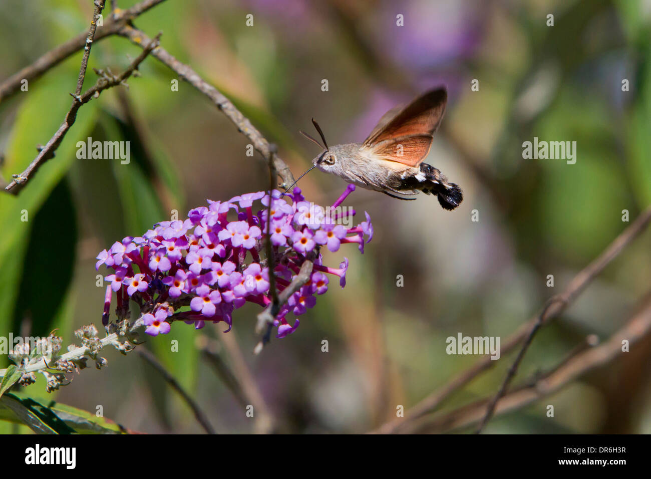 Kolibri Falke-Motte (Macroglossum Stellatarum) umschwebten Buddleja Blume an Saint-Cirq, Lot-Tal, Frankreich im August Stockfoto