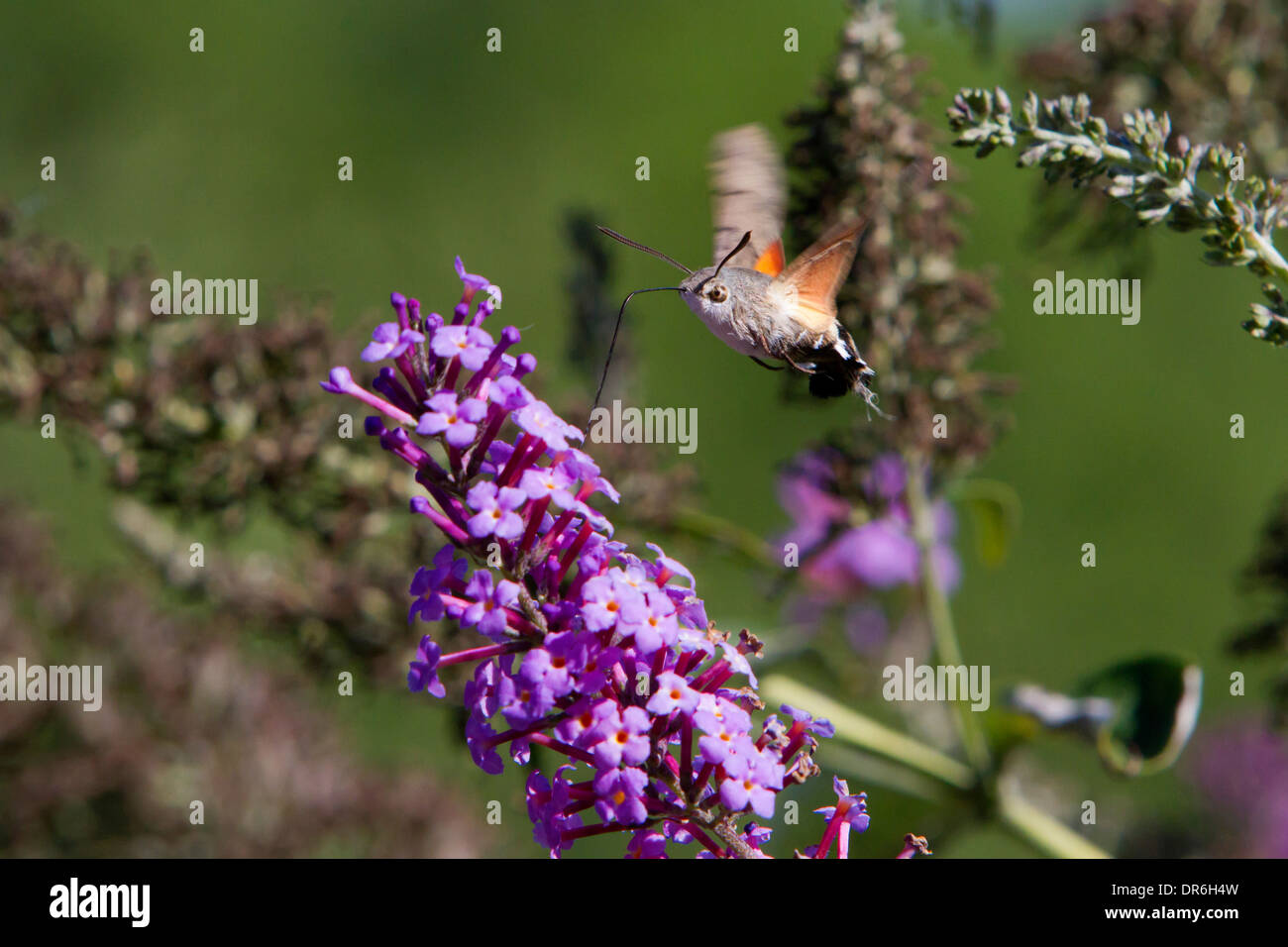 Kolibri Falke-Motte (Macroglossum Stellatarum) umschwebten Buddleja Blume an Saint-Cirq, Lot-Tal, Frankreich im August Stockfoto