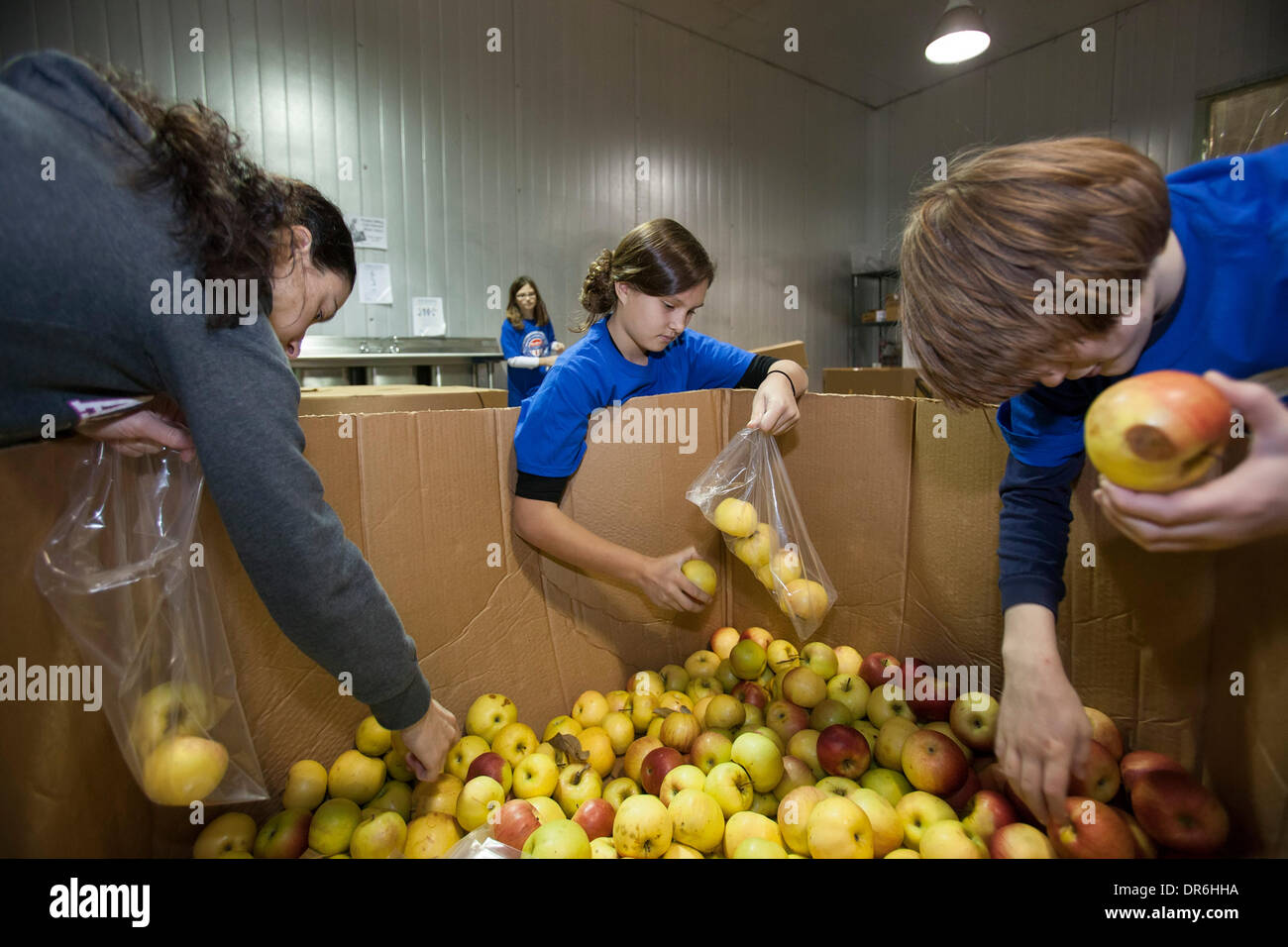 Warren, Michigan - Freiwilligen Paket Äpfel zur Verteilung an die Bedürftigen bei Gleaners Food Bank auf der Martin Luther King Jr. Urlaub. Bildnachweis: Jim West/Alamy Live-Nachrichten Stockfoto