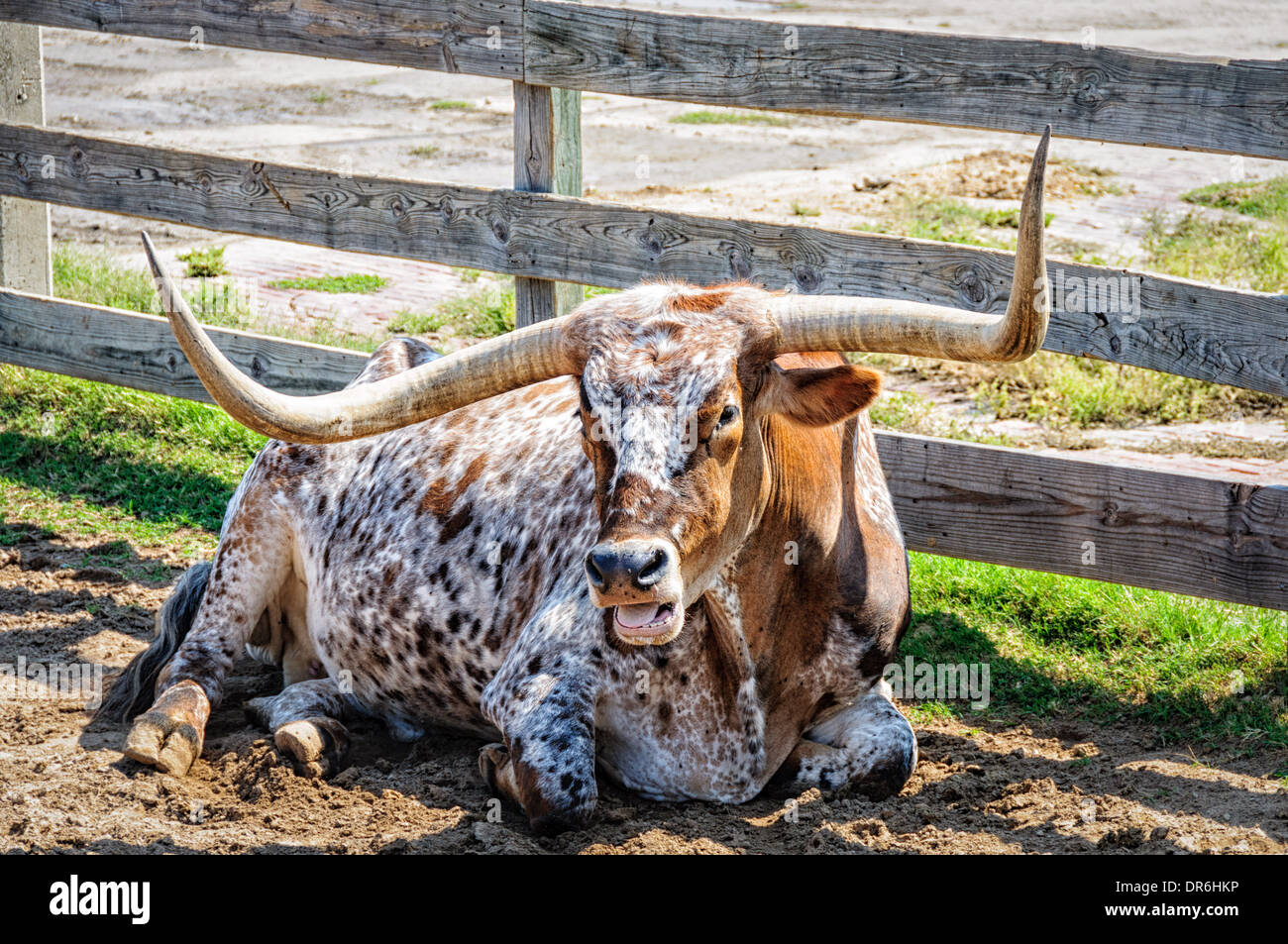 In Vieh Pen, Stockyards historisches Viertel, Fort Worth Texas Longhorn Stockfoto